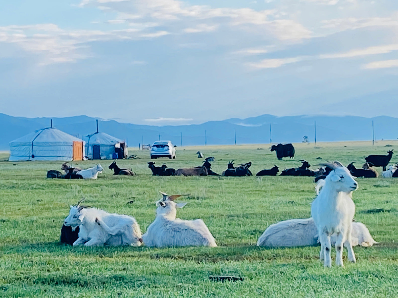 Fair Price – ekte kasjmir, rett fra steppene